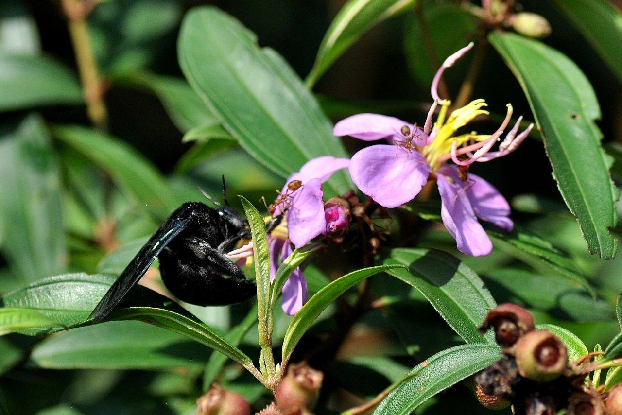 關(guān)于蜜蜂的知識有哪些？
