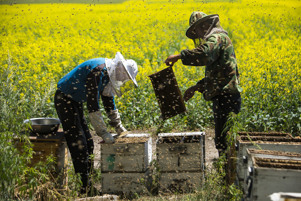 初次養(yǎng)蜂需要注意什么(初學(xué)養(yǎng)蜂的基本常識(shí)) 初次養(yǎng)蜂需要注意什么(初學(xué)養(yǎng)蜂的基本常識(shí))