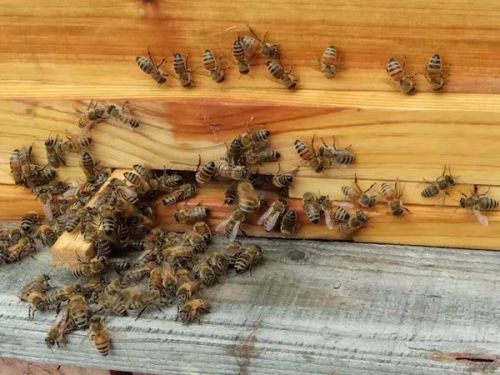 初次養(yǎng)蜂需要注意什么(初學(xué)養(yǎng)蜂的基本常識(shí)) 初次養(yǎng)蜂需要注意什么(初學(xué)養(yǎng)蜂的基本常識(shí))