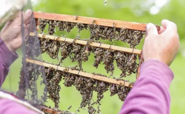 初次養(yǎng)蜂需要注意什么(初學(xué)養(yǎng)蜂的基本常識(shí)) 初次養(yǎng)蜂需要注意什么(初學(xué)養(yǎng)蜂的基本常識(shí))