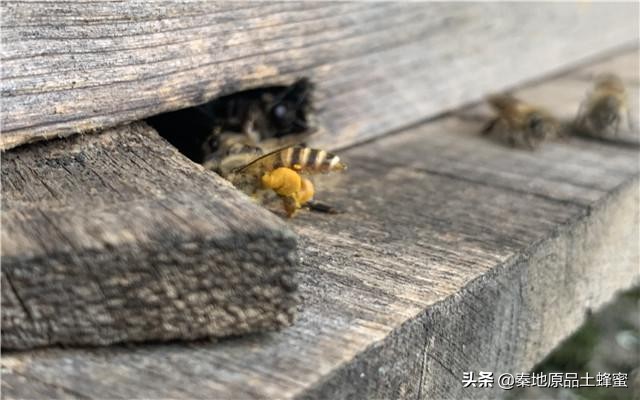 封蓋的蜂蜜和不封蓋的區(qū)別(蜜蜂封蓋是什么意思) 封蓋的蜂蜜和不封蓋的區(qū)別(蜜蜂封蓋是什么意思)