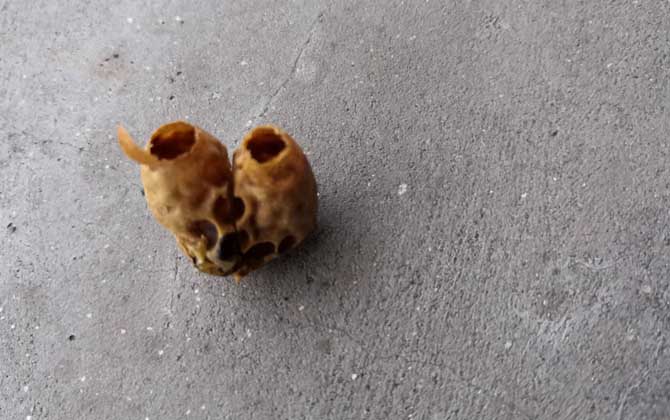 急造王臺幾天封蓋幾天出臺(王臺封蓋后幾天出新王) 急造王臺幾天封蓋幾天出臺(王臺封蓋后幾天出新王)