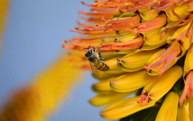 別人養的蜜蜂能不能誘到