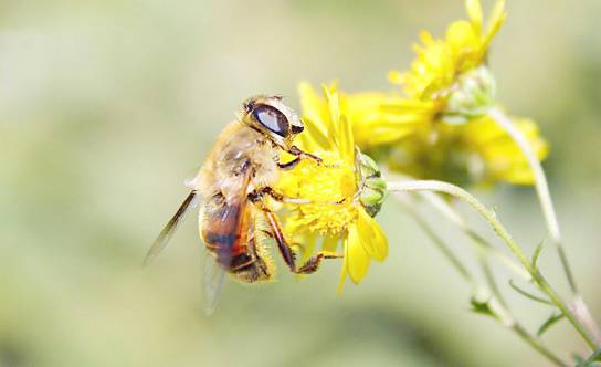 阿壩中蜂適合重慶養殖嗎（阿壩中蜂養殖的好么）