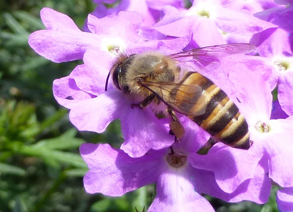 小小蜜蜂作用大，造福人類全靠它