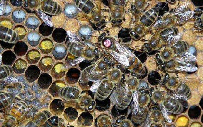 高加索蜜蜂與東北黑蜂的區別（淺析高加索蜜蜂與東北黑蜂的優缺點）