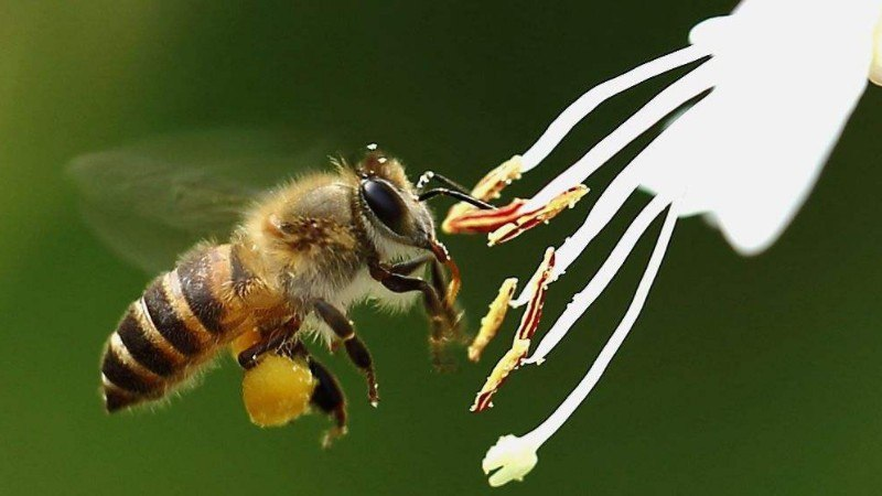 有王臺沒有雄蜂怎么辦(有王臺了什么時候分蜂) 有王臺沒有雄蜂怎么辦(有王臺了什么時候分蜂)