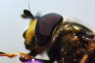 松丹一號產(chǎn)的工蜂是什么顏色（養(yǎng)蜂必先了解的養(yǎng)蜂知識）