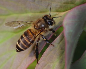 松丹一號蜜蜂愛不愛蜇人（蜜蜂什么時(shí)候不蜇人）
