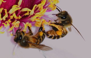 松丹一號蜜蜂愛不愛蜇人（蜜蜂什么時(shí)候不蜇人）