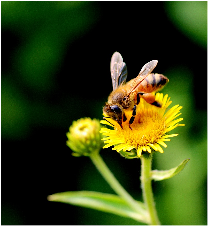 松丹一號蜜蜂愛不愛蜇人（蜜蜂什么時(shí)候不蜇人）