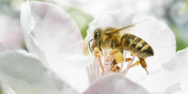 蜜蜂飛逃前有什么征兆？