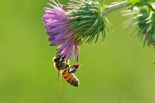 人工育王應(yīng)該具備的條件