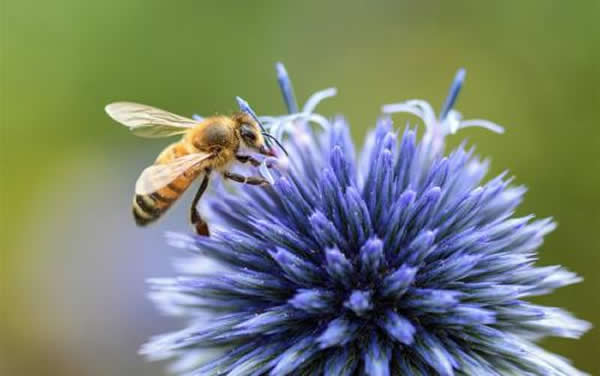 人工育王應(yīng)該具備的條件