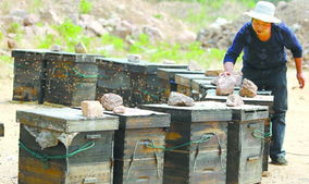 工蜂喂養幼蟲一天多少次（工蜂每天訪問幼蟲巢房1300多次，幼蟲怎么沒撐死）