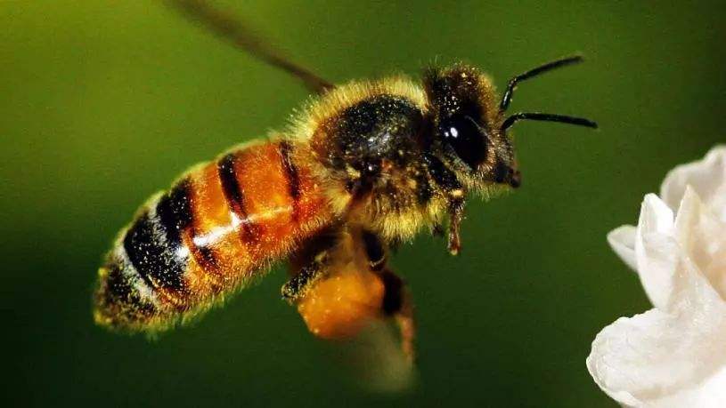 蜜蜂有毒嗎？
