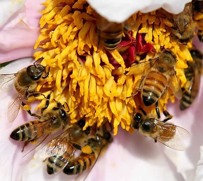 中蜂什么時候開始秋繁? 中蜂什么時候開始秋繁?