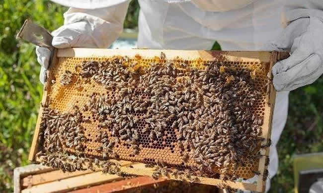 中蜂什么時候開始秋繁? 中蜂什么時候開始秋繁?