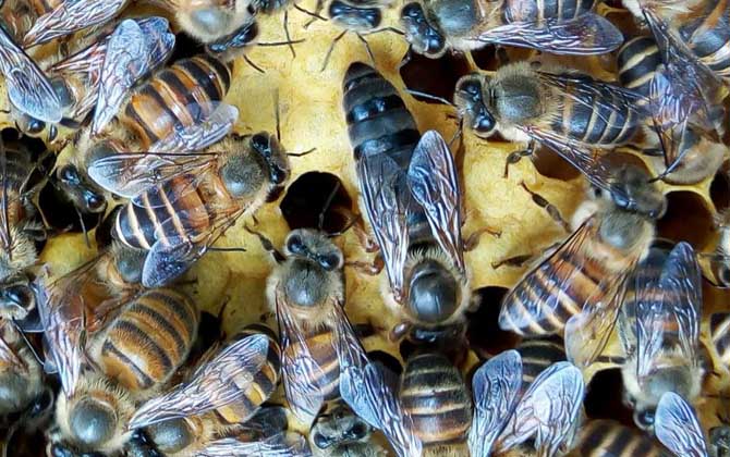 中蜂天柱王和阿壩王的區別（阿壩中蜂和天柱中蜂哪個好）