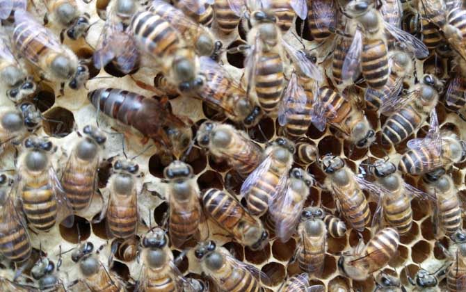 中蜂天柱王和阿壩王的區別（阿壩中蜂和天柱中蜂哪個好）