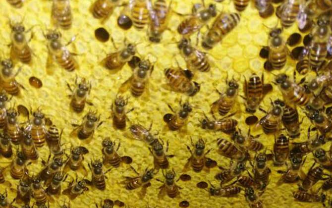 中蜂弱群喂白糖吃怎么辦 中蜂弱群喂白糖吃怎么辦