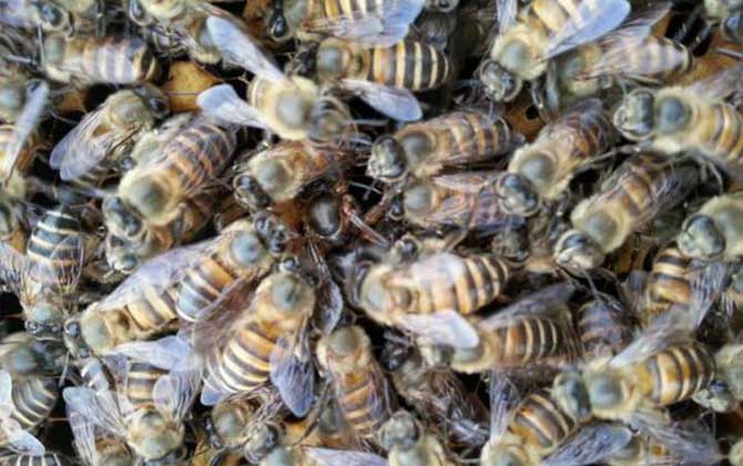 中蜂弱群喂白糖吃怎么辦 中蜂弱群喂白糖吃怎么辦