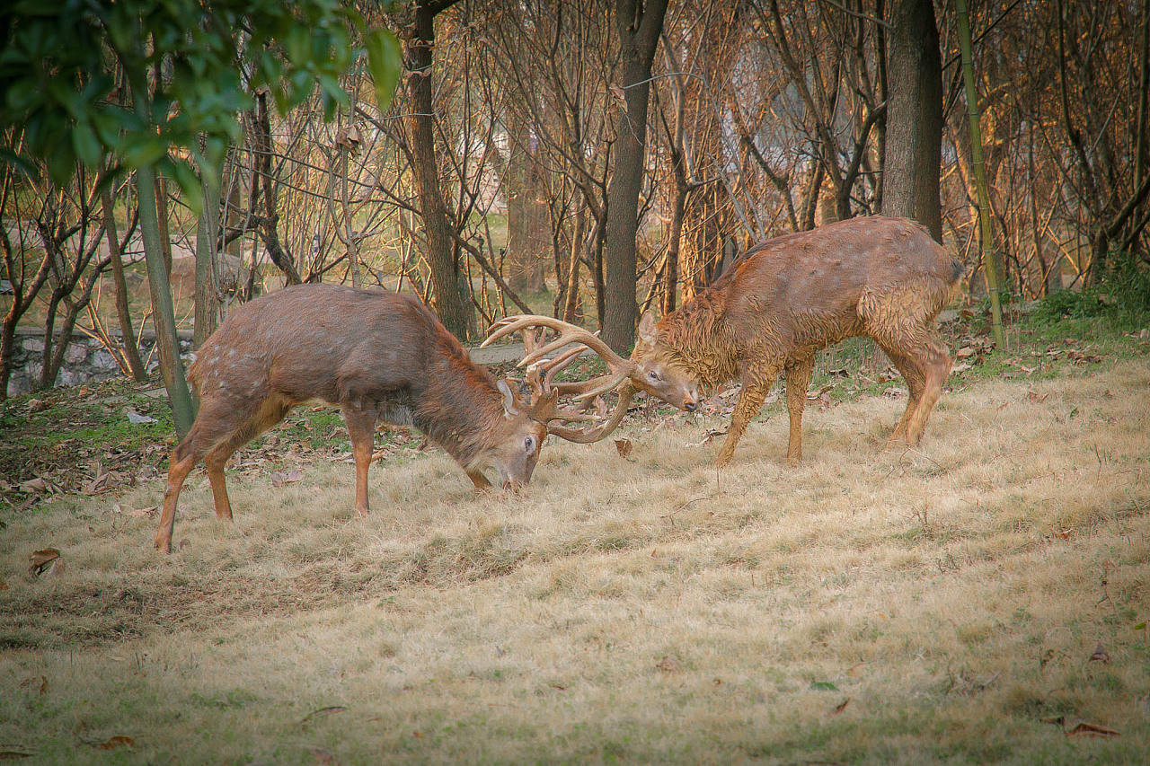 貓在發情期時，為什么會發出嚎叫聲？