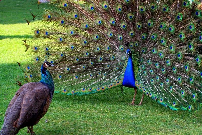 貓在發情期時，為什么會發出嚎叫聲？