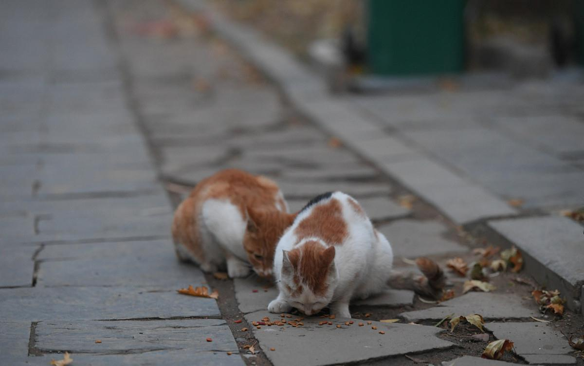 貓在發情期時，為什么會發出嚎叫聲？
