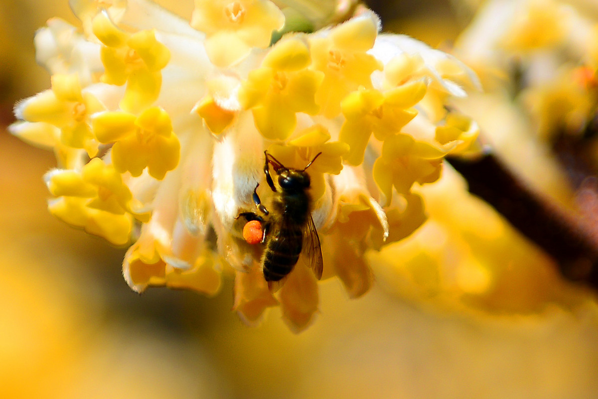 蜜蜂怎么養(yǎng)比較好(養(yǎng)蜜蜂的技巧) 蜜蜂怎么養(yǎng)比較好(養(yǎng)蜜蜂的技巧)