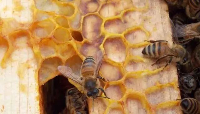 蜜蜂巢脾間距是多少(巢脾間距多大合適) 蜜蜂巢脾間距是多少(巢脾間距多大合適)