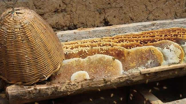 什么是土法養(yǎng)蜂技術(shù)？