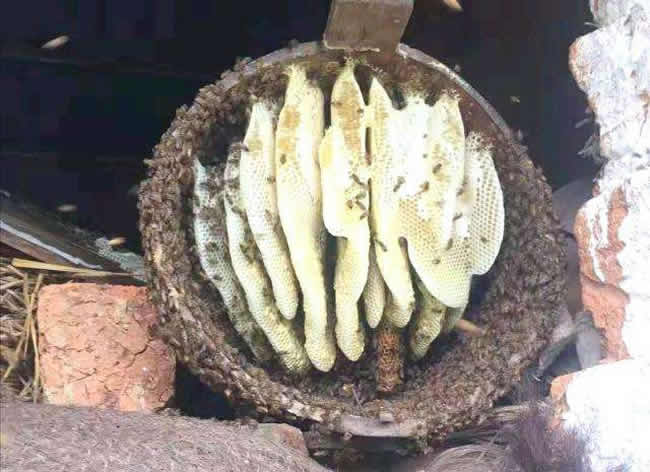 什么是土法養(yǎng)蜂技術(shù)？