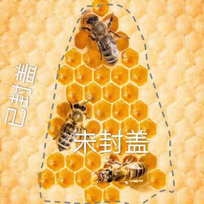 蜂蜜封蓋多久才成熟(封蓋成熟蜜是什么意思) 蜂蜜封蓋多久才成熟(封蓋成熟蜜是什么意思)