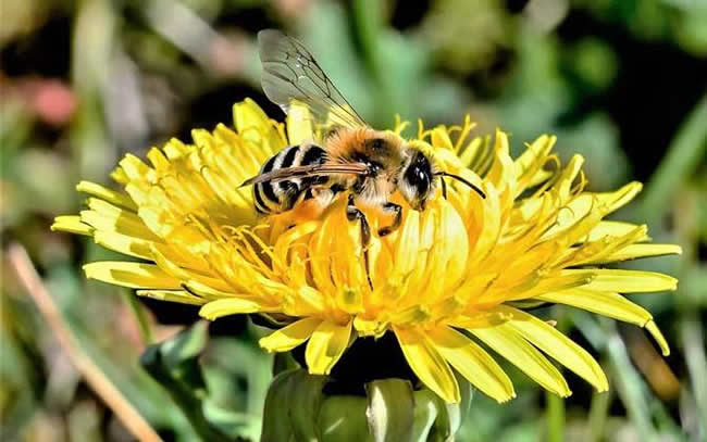 蘇拉威西蜂有哪些特點呢？