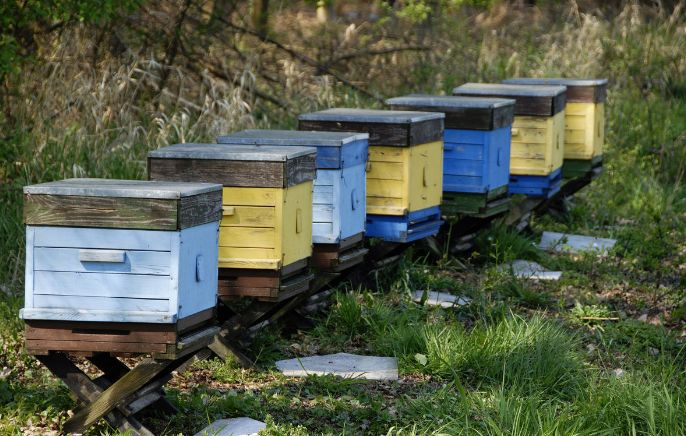 多少脾蜂才能分蜂（中蜂養殖，如何給蜜蜂分蜂）