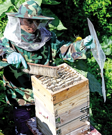 不取蜂蜜對蜜蜂好不好（中蜂養殖，多久取一次蜂蜜）