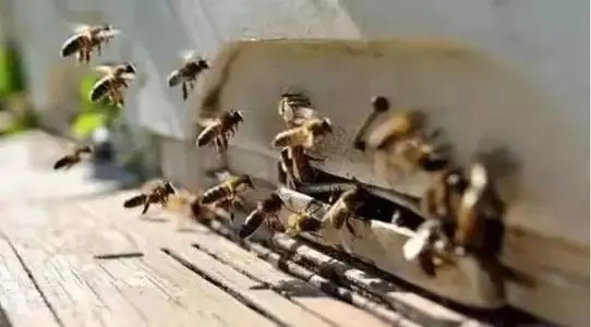 家里有很多蜜蜂怎么辦（家里突然來(lái)了好多蜜蜂怎么辦）