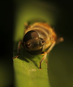 養(yǎng)蜜蜂的技巧和方法（養(yǎng)蜜蜂技術(shù)大全）