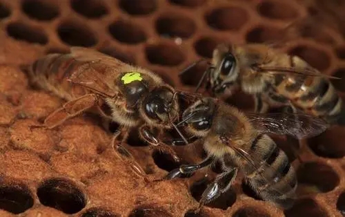 熊蜂筑巢產(chǎn)卵 熊蜂筑巢產(chǎn)卵
