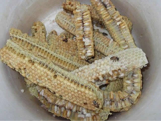 如何區(qū)別蜜蜂蛹和胡蜂蛹？