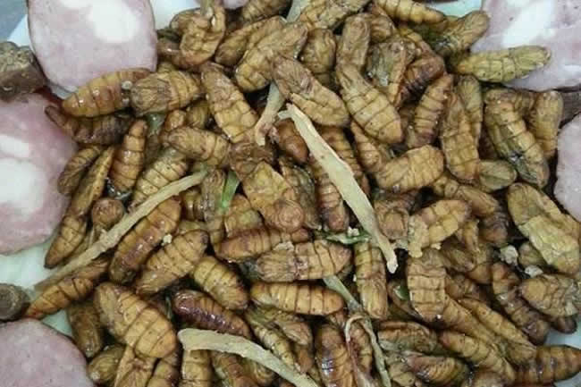 如何區(qū)別蜜蜂蛹和胡蜂蛹？