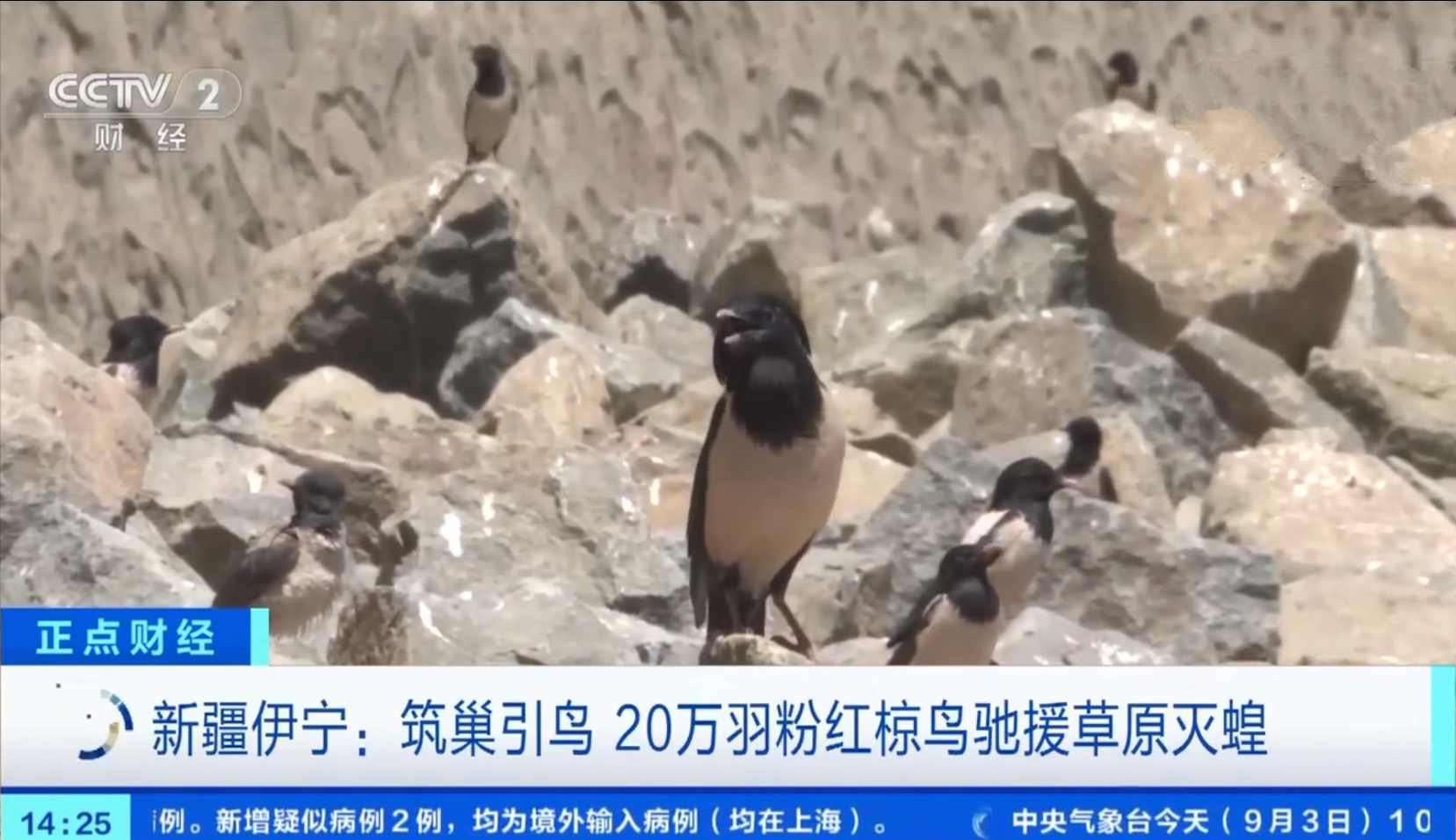 20萬(wàn)只粉紅椋鳥(niǎo)到達(dá)新疆，滅蝗大戰(zhàn)開(kāi)始，蝗蟲(chóng)還夠吃嗎