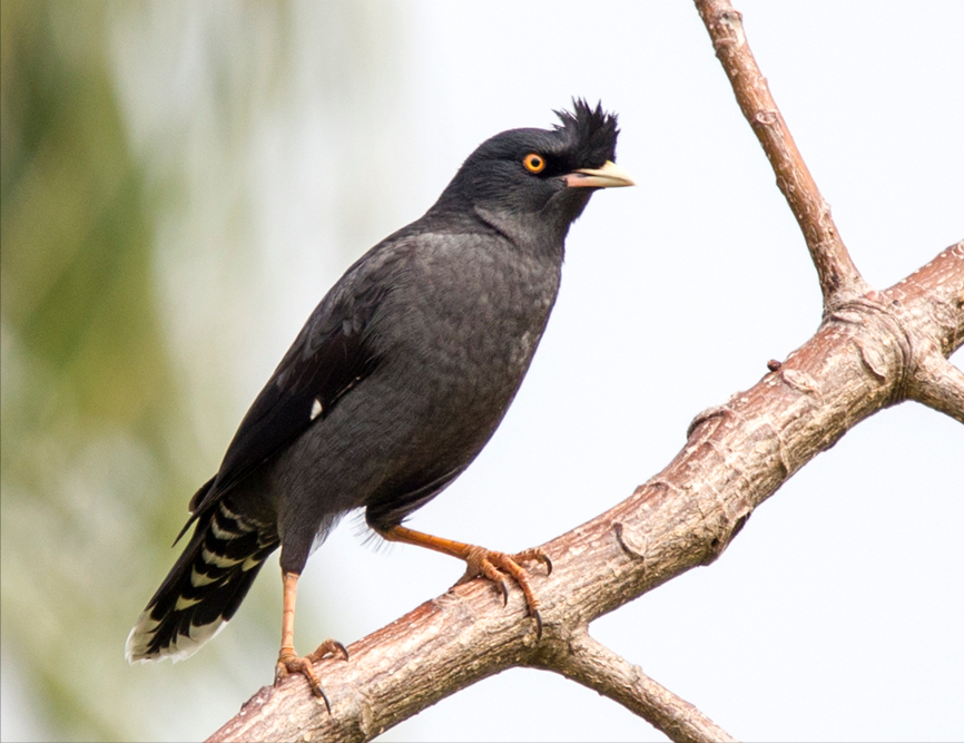 20萬(wàn)只粉紅椋鳥(niǎo)馳援新疆滅蝗，護(hù)40萬(wàn)畝草場(chǎng)！蝗災(zāi)到底有多可怕？