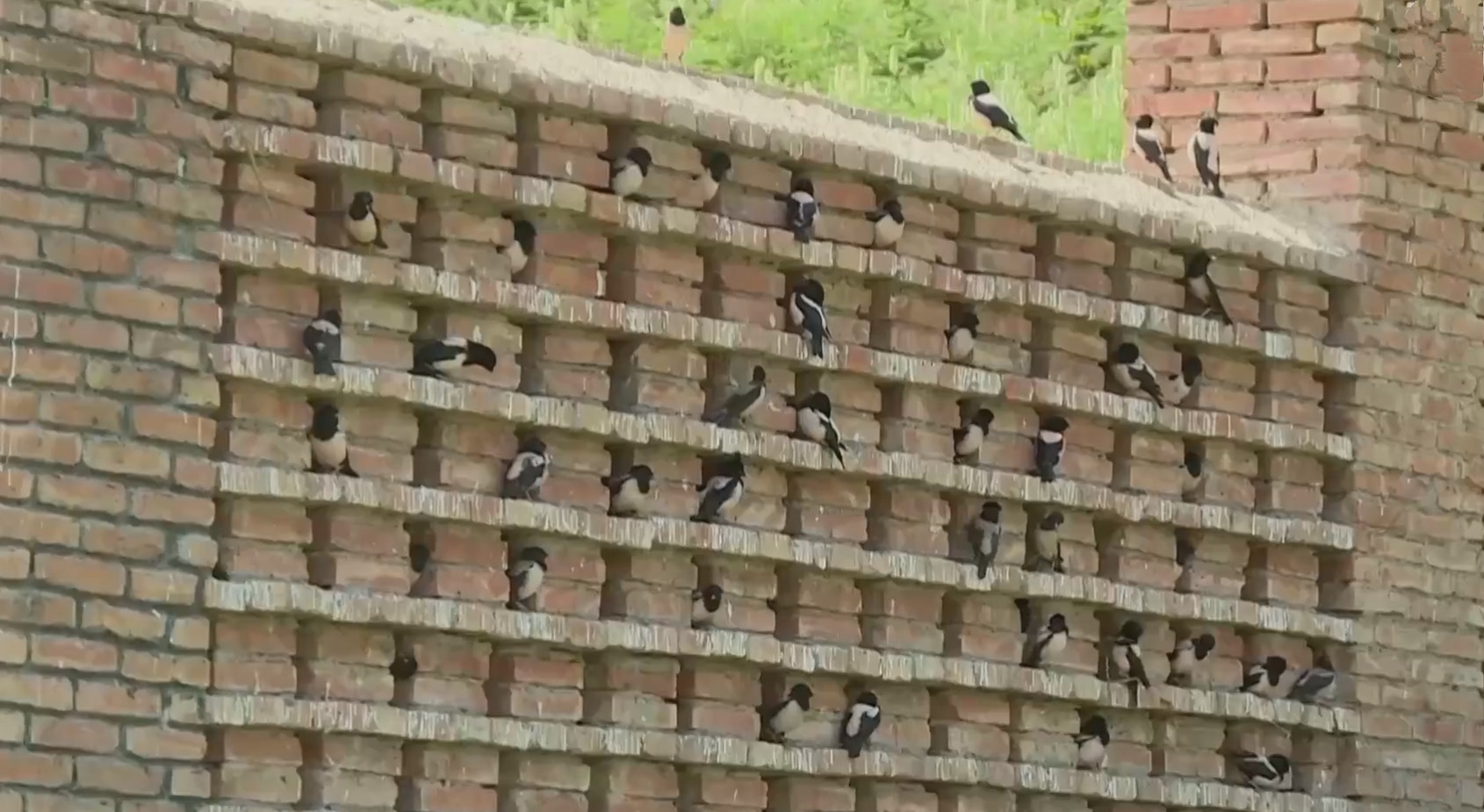 20萬(wàn)只粉紅椋鳥(niǎo)馳援新疆滅蝗，護(hù)40萬(wàn)畝草場(chǎng)！蝗災(zāi)到底有多可怕？