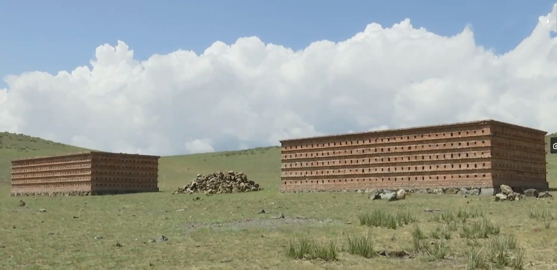 20萬(wàn)只粉紅椋鳥(niǎo)馳援新疆滅蝗，護(hù)40萬(wàn)畝草場(chǎng)！蝗災(zāi)到底有多可怕？