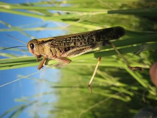 20萬(wàn)只粉紅椋鳥(niǎo)馳援新疆滅蝗，護(hù)40萬(wàn)畝草場(chǎng)！蝗災(zāi)到底有多可怕？