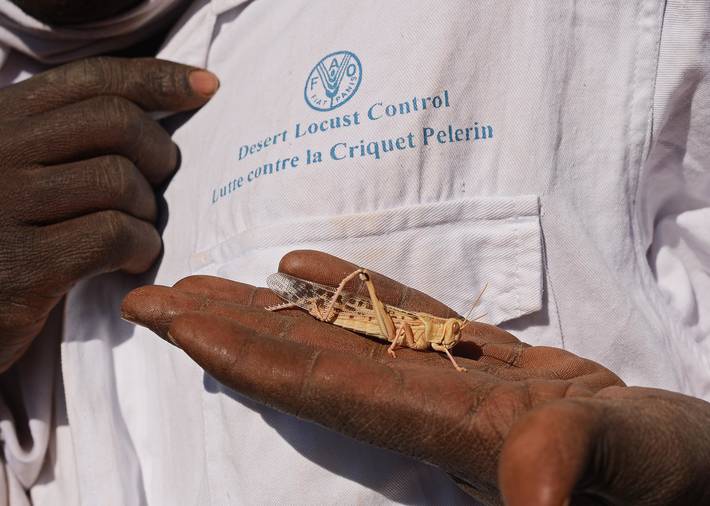 20萬(wàn)只粉紅椋鳥(niǎo)馳援新疆滅蝗，護(hù)40萬(wàn)畝草場(chǎng)！蝗災(zāi)到底有多可怕？