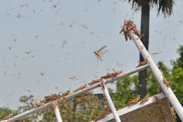 20萬(wàn)只粉紅椋鳥(niǎo)馳援新疆滅蝗，護(hù)40萬(wàn)畝草場(chǎng)！蝗災(zāi)到底有多可怕？