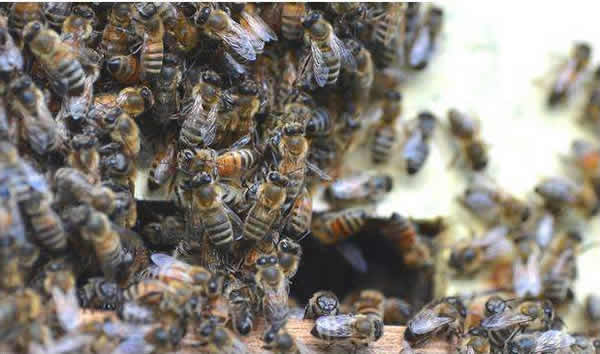 蜜蜂自然分蜂一年有幾次？